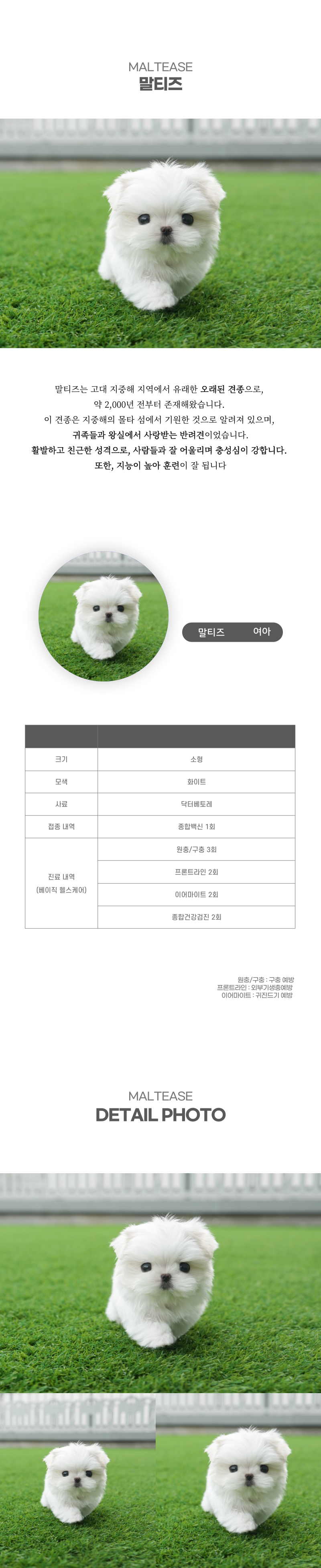 말티즈_상세이미지_2